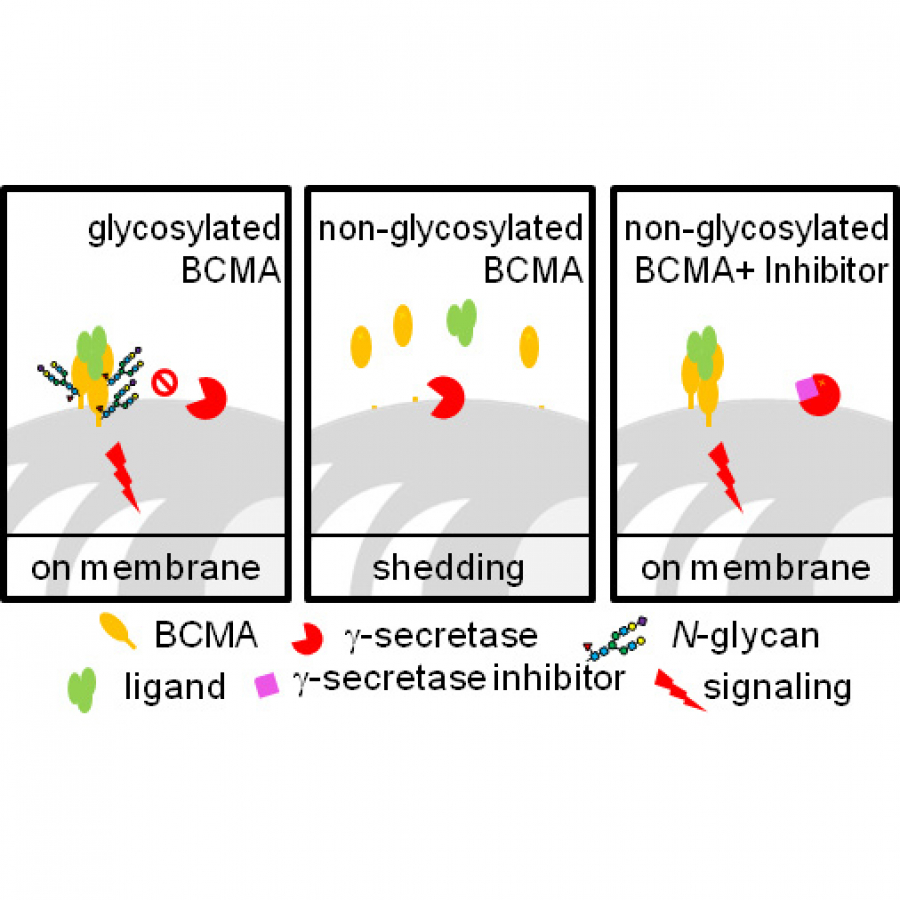 Single Site N‑Glycosylation of B Cell Maturation Antigen (BCMA ...