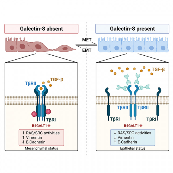 B4GALT1-dependent galectin-8 binding with TGF-β receptor suppresses colorectal cancer progression and metastasis