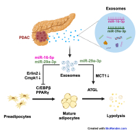 Exosomal miRNA 16-5p/29a-3p from pancreatic cancer induce adipose atrophy by inhibiting adipogenesis and promoting lipolysis