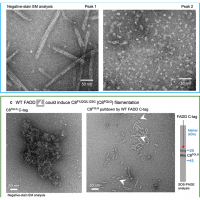 Deciphering DED assembly mechanisms in FADD-procaspase-8-cFLIP complexes regulating apoptosis