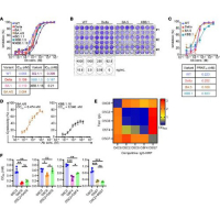 Functional and structural investigation of a broadly neutralizing SARS-CoV-2 antibody