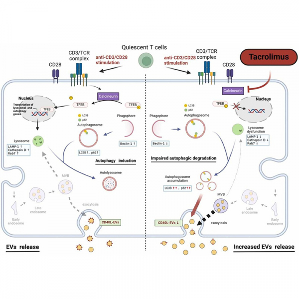 Tacrolimus regulates extracellular vesicle secretion from T cells via autophagy-lysosomal pathway