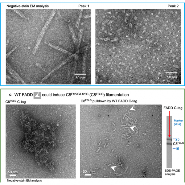 Deciphering DED assembly mechanisms in FADD-procaspase-8-cFLIP complexes regulating apoptosis