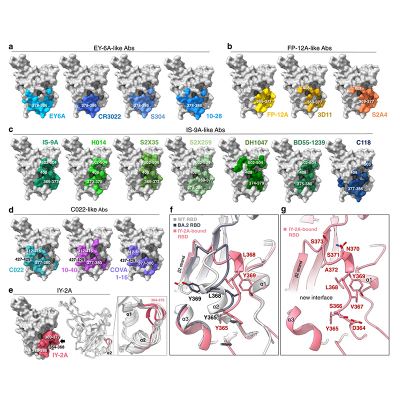 Structural Basis For A Conserved Neutralization Epitope On The Receptor ...