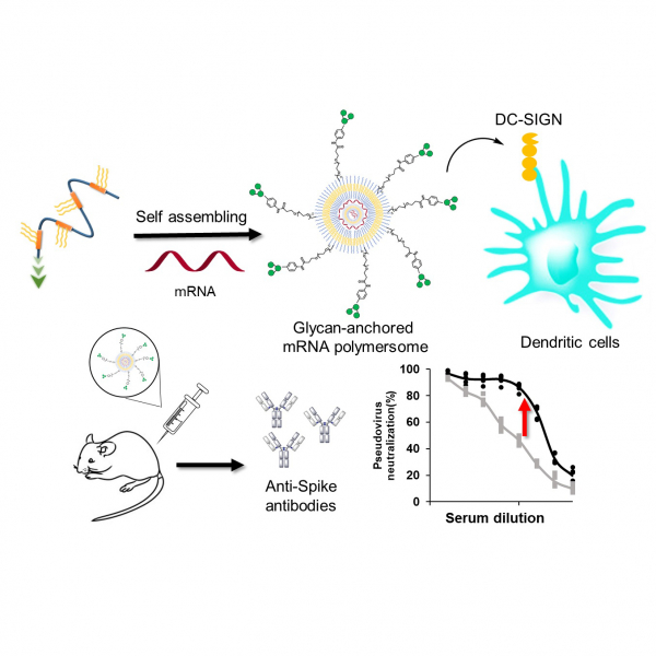 Synthesis of a dendritic cell-targeted self-assembled polymeric nanoparticle for selective delivery of mRNA vaccines to elicit enhanced immune responses