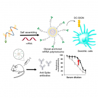 Synthesis of a dendritic cell-targeted self-assembled polymeric nanoparticle for selective delivery of mRNA vaccines to elicit enhanced immune responses