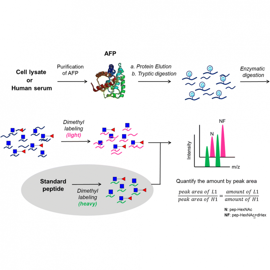 Quantitative Mass Spectrometric Analysis Of Hepatocellular Carcinoma ...