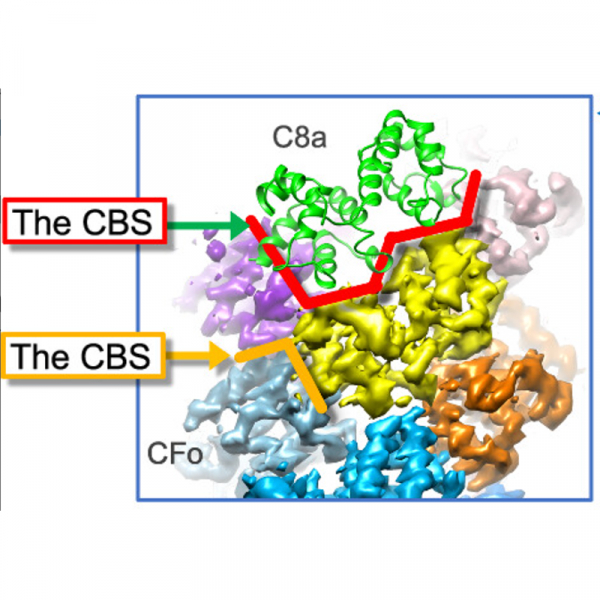 Reverse hierarchical DED assembly in the cFLIP-procaspase-8 and cFLIP-procaspase-8-FADD complexes