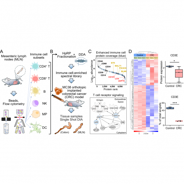 Enhanced Proteomic Coverage in Tissue Microenvironment by Immune Cell Subtype Library-assisted DIA-MS