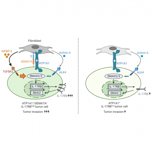 SEMA7A-mediated juxtacrine stimulation of IGFBP-3 upregulates IL-17RB at pancreatic cancer invasive front